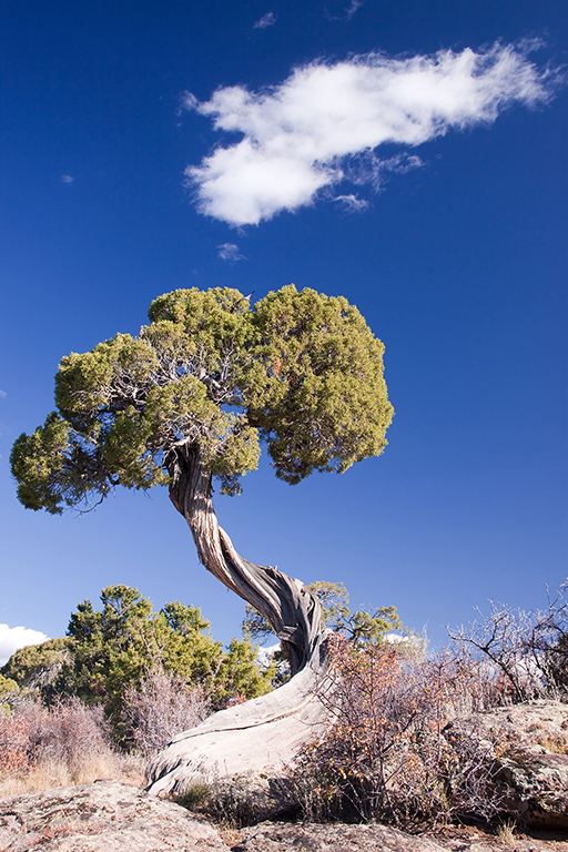 15_Black Canyon of the Gunnison South Rim_07.jpg